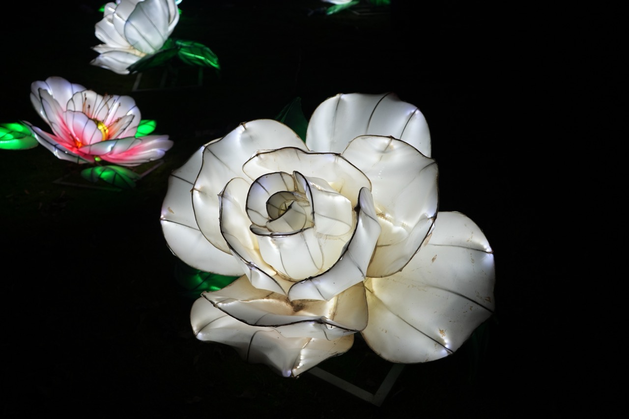 White Rose (Large) - photo 1