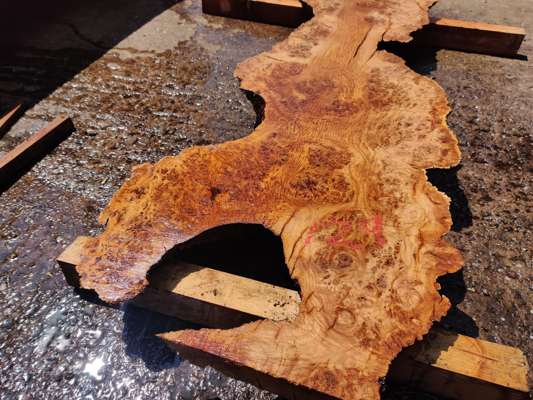 English Oak Burr/Catspaw Live Edge Slab 1500mm Long x 500mm Ave Width x 50mm Thick