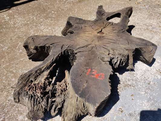 Extremely Rare 4200 Year Old Black Fenland Bog Oak ( With Carbon Dating Certificate) Root Section, 600mm -850mm Width x 140mm Thick, Would Make Superb Glass Top Table.