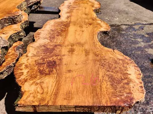 English Oak Burr/Catspaw Live Edge Slab 1500mm Long x 500mm Ave Width x 50mm Thick