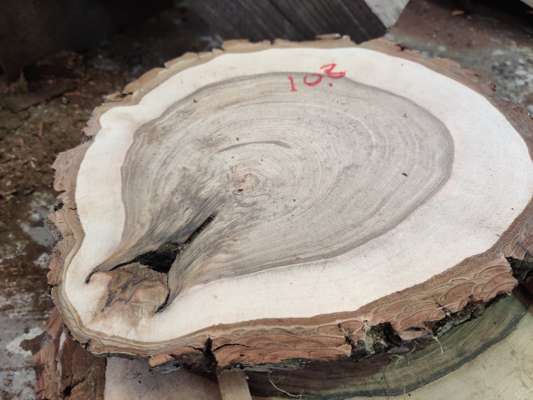 English Black Walnut Sanded Disc Ave Width 260mm x 40mm Thick - photo 1