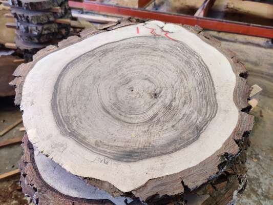 English Black Walnut Sanded Disc Ave Width 300mm x 45mm Thick - photo 1