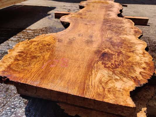 English Oak Burr/Catspaw Live Edge Slab 1500mm Long x 500mm Ave Width x 50mm Thick
