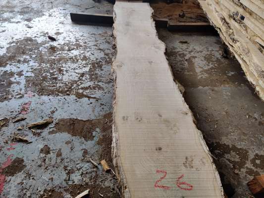 English Oak Live Edge Slab 2500mm Long x 250mm Ave Width x 25mm Thick - photo 1
