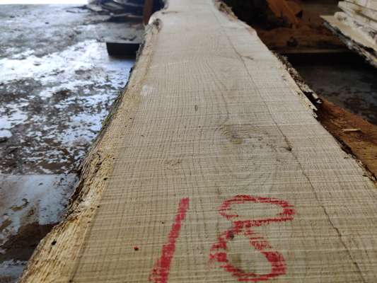 English Oak Live Edge Slab 2480mm Long x 310mm Ave Width x 25mm Thick - photo 1
