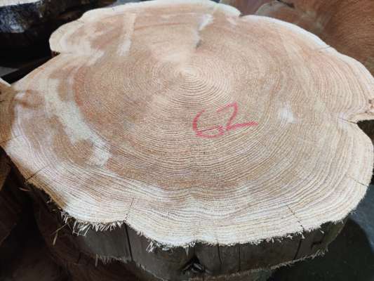 Western Red Cedar Coffee Table Blanks Ave Width 700mm x 90mm Thick - photo 1