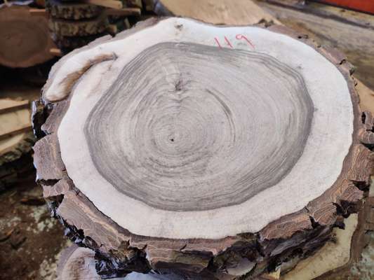 English Black Walnut Sanded Disc Ave Width 300mm x 45mm Thick - photo 1