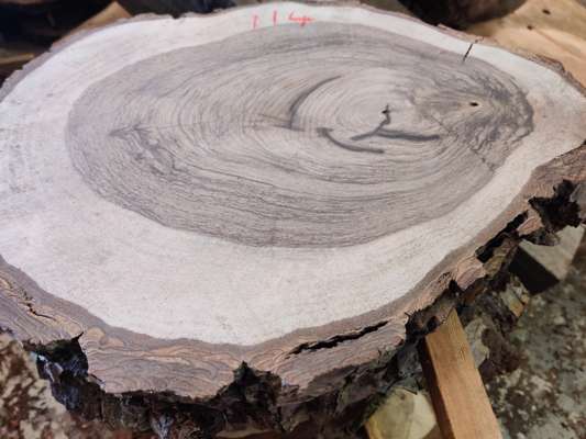 English Black Walnut Sanded Disc Ave Width 390mm x 290mm x 45mm Thick - photo 1