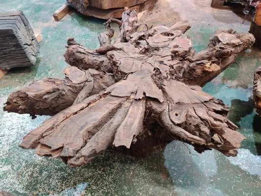 English Walnut Root Table ,Width 1400mm-1600mm x Height 480mm ( Levelled For Glass Top)
