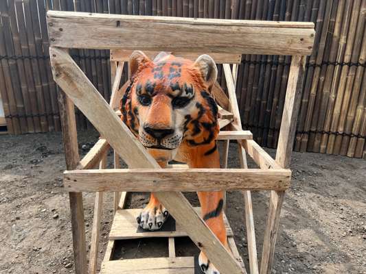 Crated Huge 6ft Plus Long Life-Size Realistic Tiger Figure - photo 1