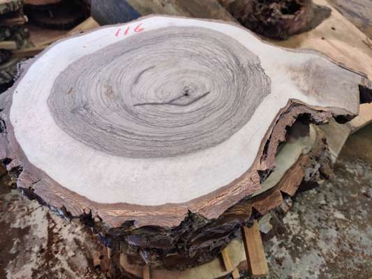 English Black Walnut Sanded Disc Ave Width 300mm x 45mm Thick - photo 1