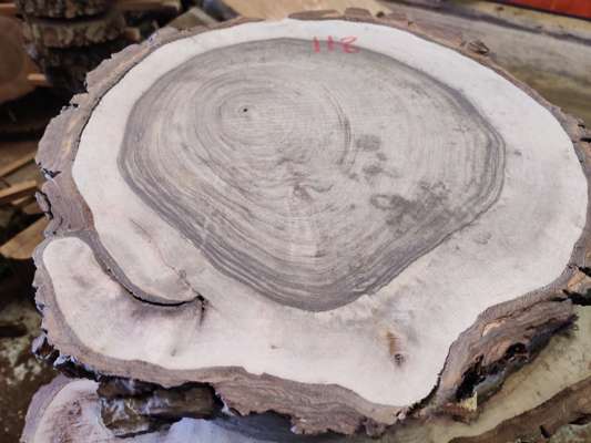 English Black Walnut Sanded Disc Ave Width 300mm x 45mm Thick - photo 1