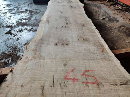 English Oak Catspaw Live Edge Slab 2500mm Long x 500mm Ave Width x 50mm Thick