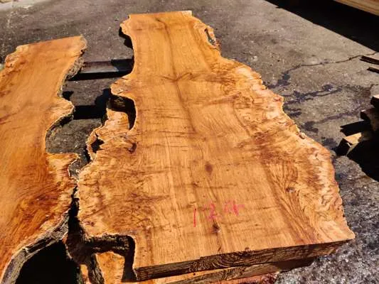 English Oak Burr/Catspaw Live Edge Slab 1500mm Long x 500mm Ave Width x 50mm Thick