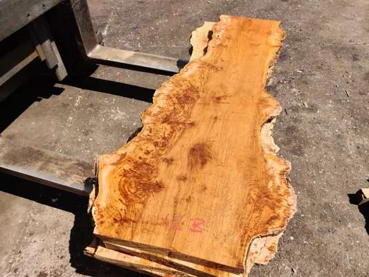 English Oak Burr/Catspaw Live Edge Slab 1500mm Long x 500mm Ave Width x 40mm Thick