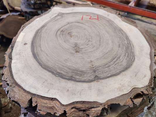 English Black Walnut Sanded Disc Ave Width 300mm x 45mm Thick - photo 1