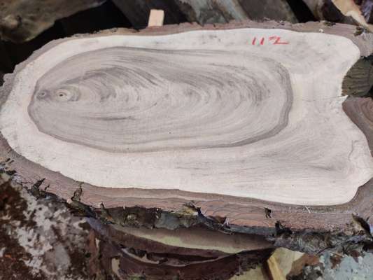 English Black Walnut Sanded Disc Ave Width 380mm x 240mm x 50mm Thick - photo 1