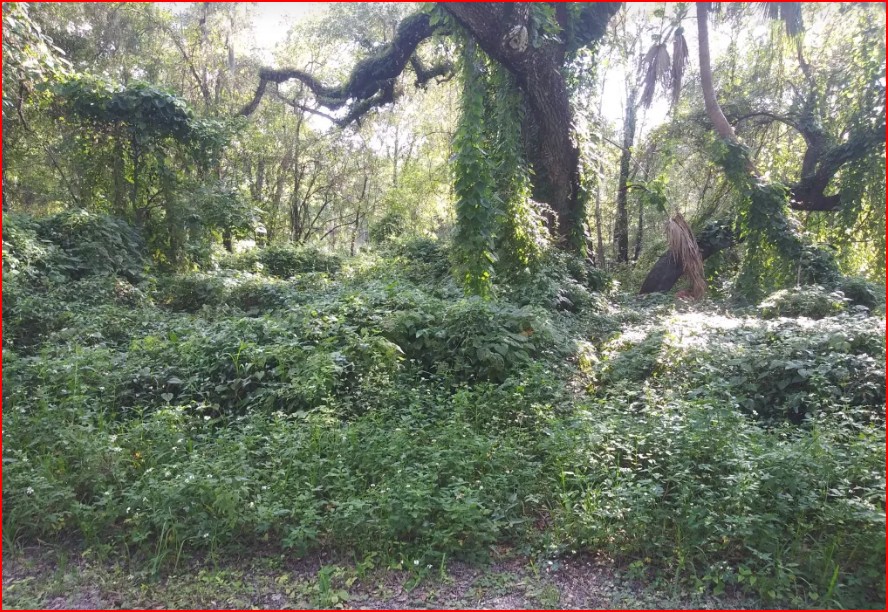 Single Family Residential Double Lot in Fountain, FL - photo 1