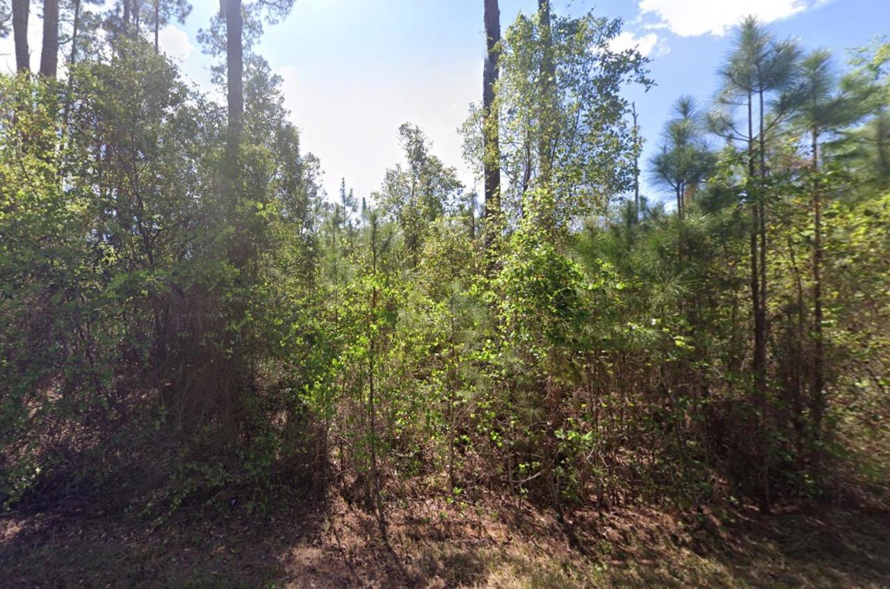 Level, Residential Lot near Lake George, FL - photo 1