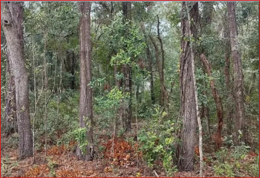 Wooded Home Site in Hernando, FL - photo 1