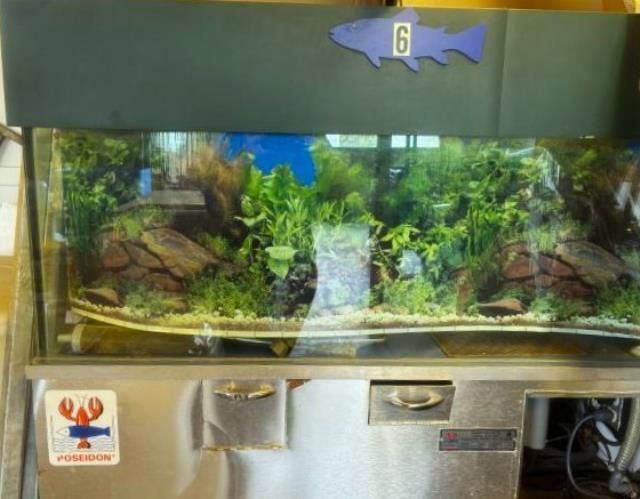 Poseidon Fish Tank (Located near Cold Lake)