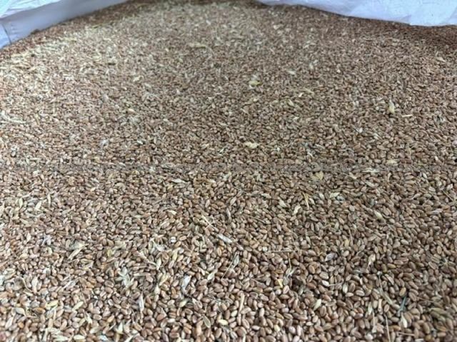 Mixed Grain - Lot 77