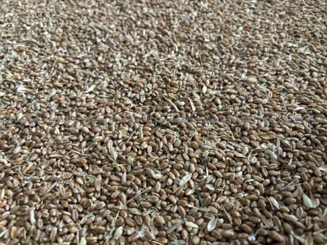 Mixed Grains - Lot 75