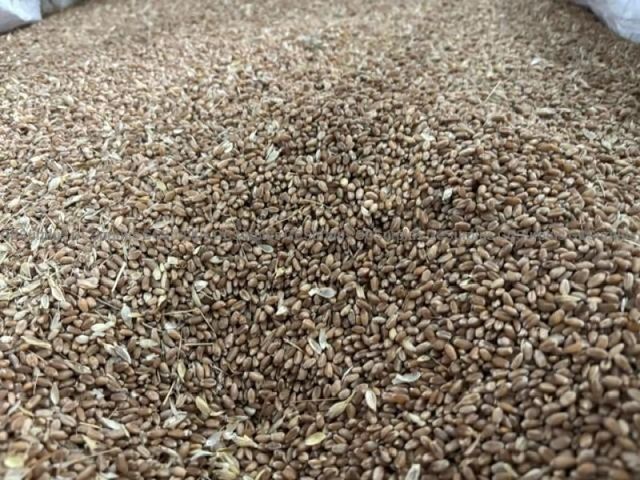 Mixed Grains - Lot 74