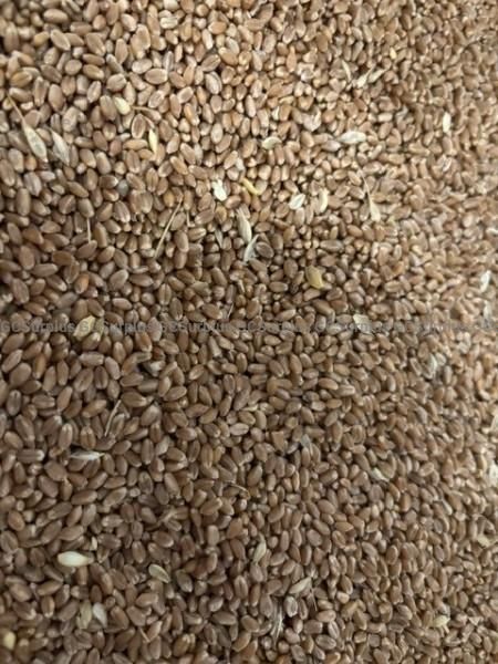 Mixed Grains - Lot 73