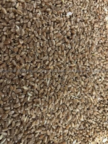 Mixed Grains - Lot 72