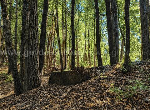 45 Acres in Southern Humboldt, CA – Private Mountain Retreat