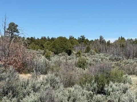 Pleasing 1/4 Acre with Road Frontage and Direct BLM Access, New Mexico Treed Lot