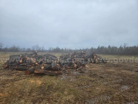 Lot of Wood Logs