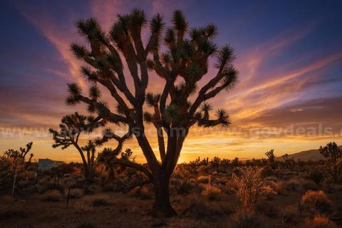 1 Acre Arizona Homestead Among Joshua Trees - Low Down Payment