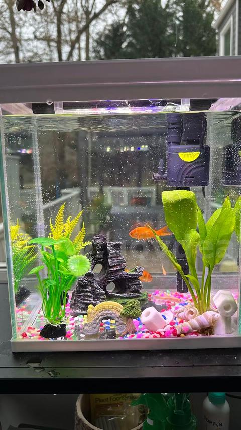 SHIPPING AVAILABLE Glass Fish Tank (W7” × L9” × H10”) –( 6-02) Tank Only, Accessories Not Included