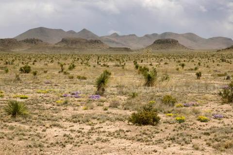 10 Acres in TEXAS