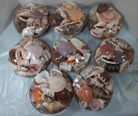 Lot of 8 - Large Seashell Set - Decorative Woven Basket Natural Collection Decor Crafting Beach-themed