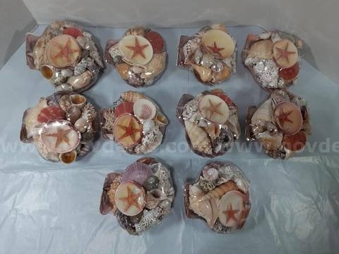 Lot of 10 - Seashell Set - Decorative Natural Collection Decor Crafting Beach-themed