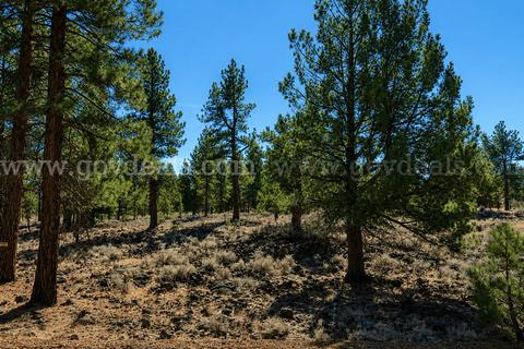 Peaceful 0.28-Acre Homesite near Eagle Lake in Susanville, CA