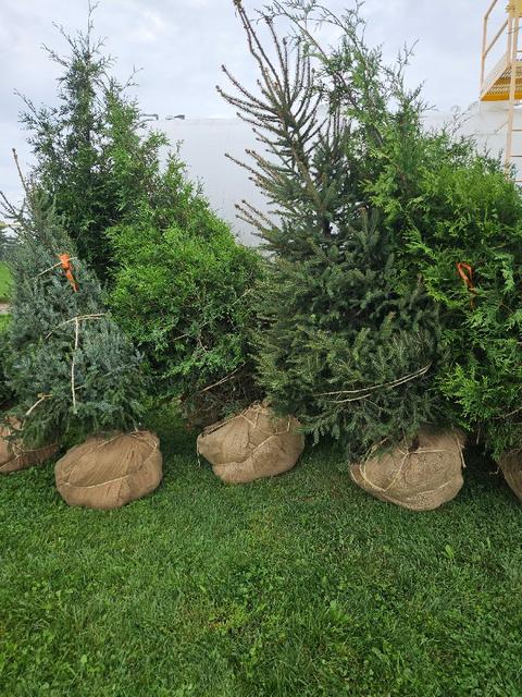 Two Norway Spruces