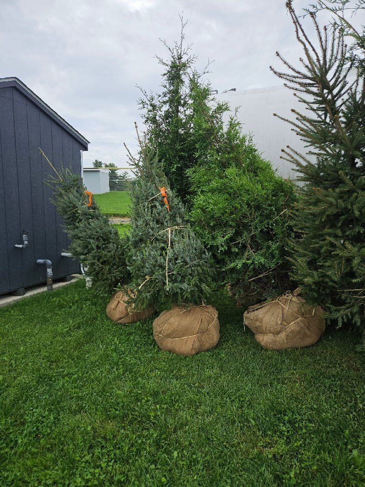 Four Serbian Spruces - photo 1