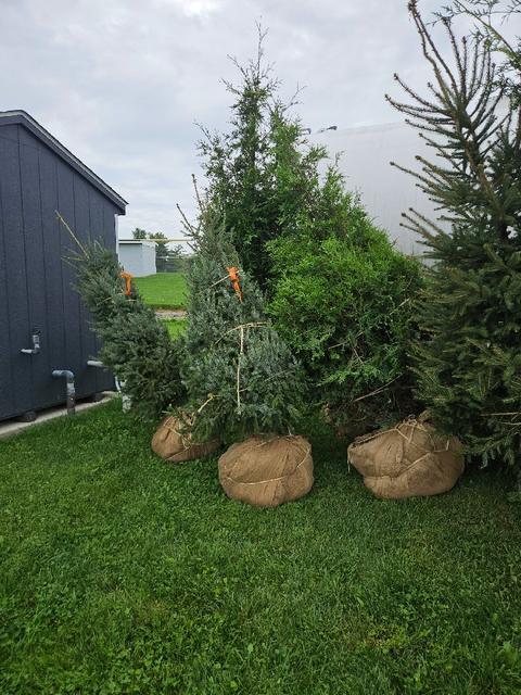 Four Serbian Spruces
