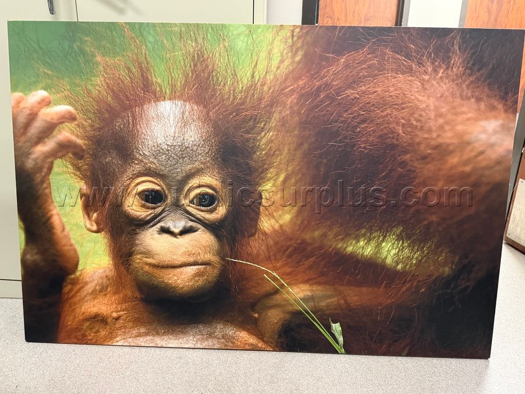 Auction#338- Baby orangutan — photo 1