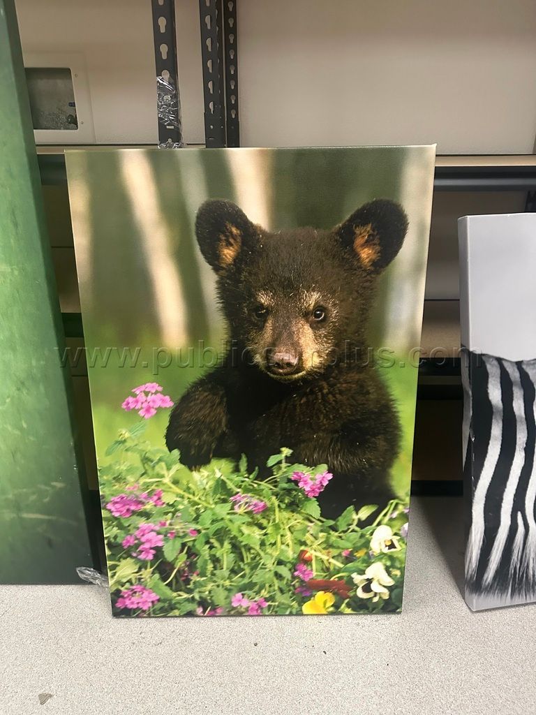 Auction#131- Bear cub Canvas — photo 1