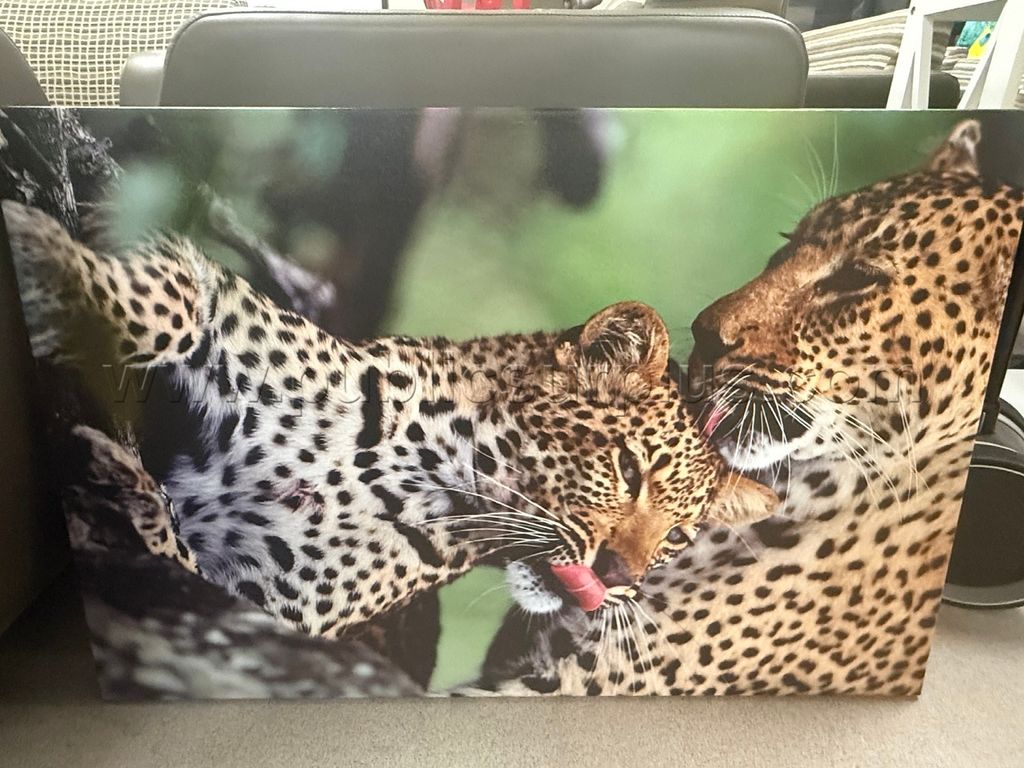 Auction#415- Cheetah's canvas — photo 1