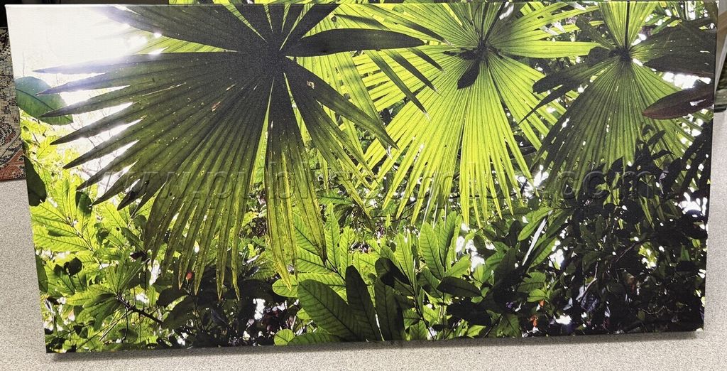 Auction#477- Sabal palm tree canvas — photo 1
