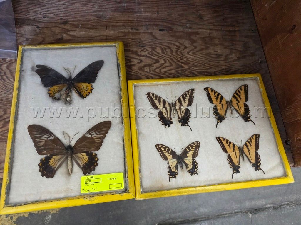 2 - Butterfly Displays (118488) - photo 1