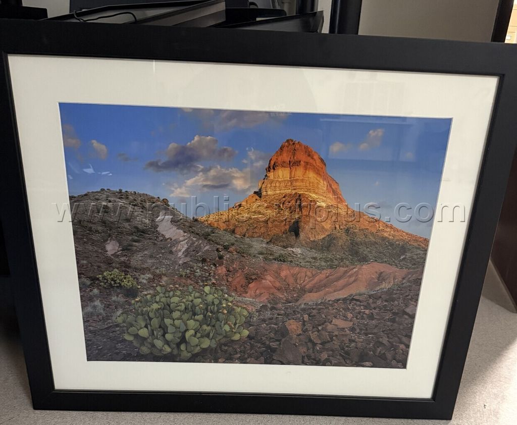 Auction#510- Opuntia cactus picture frame - photo 1
