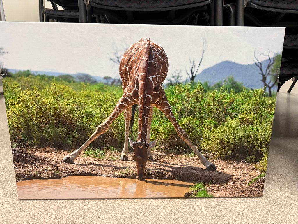 Auction#95- Giraffe picture canvas - photo 1