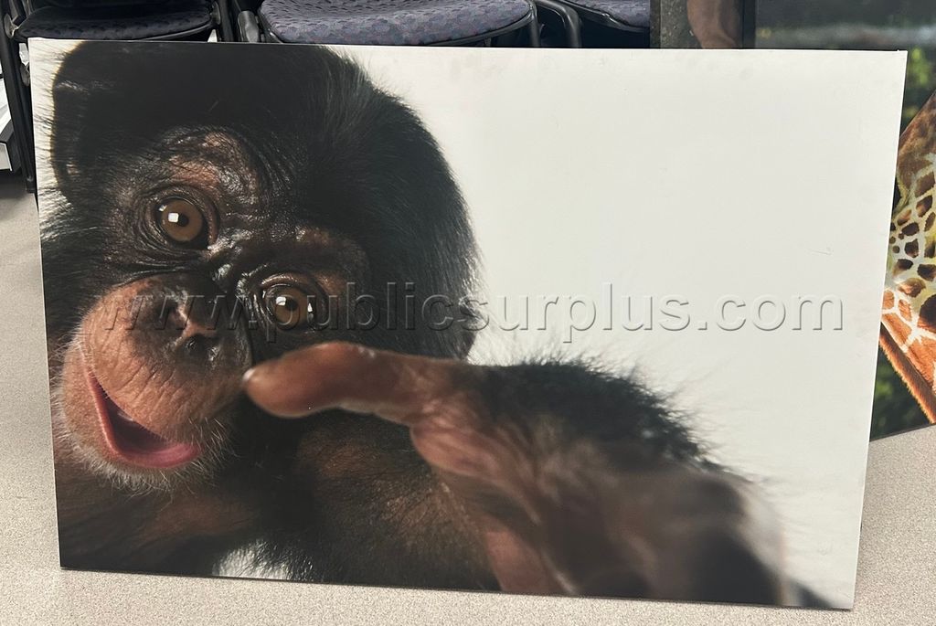 Auction#93- monkey picture canvas - photo 1